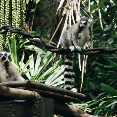 6 Parchi e riserve naturali imperdibili del Madagascar
