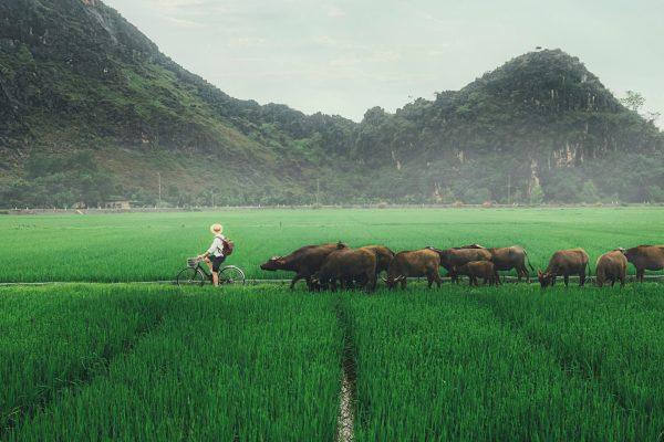 TWE_VIETNAM2