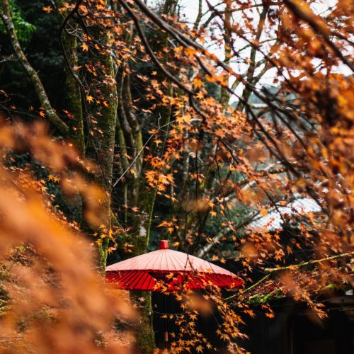 Esplorando il Giappone in modo Sostenibile: 5 Motivi per Scegliere il Nostro Viaggio di Gruppo durante il Foliage