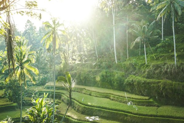 pexels-gusrama12-5777538